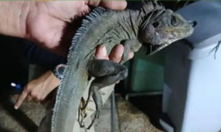 Iguana ekor berduri Papua (Ctenosaura) , salah seekor satwa yang diselamatkan BKSDA Maluku. (Foto: ANTARA/Winda Herman)