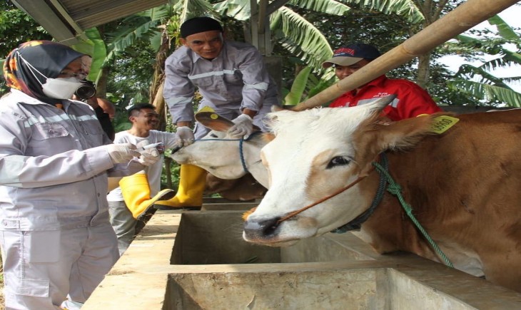 Kabid Peternakan DKPP Kota Bogor Drh. Anizar menyuntikkan dosis vaksin kepada hewan sapi dan kerbau di salah satu peternakan Kota Bogor. (Nicko/PanganNews.id)