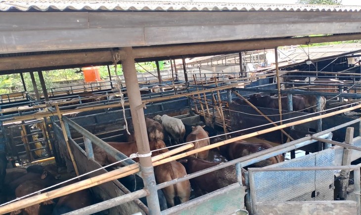 Kementan bergerak cepat menangani ternak yang terdampak banjir di Kota Bekasi dan Kabupaten Bekasi. (Foto: Dok. Kementan)