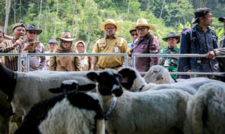 SEMARAK : Pj Bupati Banjarnegara, Tri Harso Widirahmanto dalam kegiatan panen cempe dan pesta patok di lapangan Desa Karangsari (Diskominfo Banjarnegara)