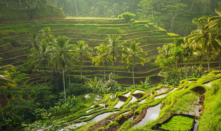 Ilustrasi sawah padi yang mendapatkan jaminan asuransi (Pixabay)