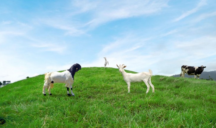 Kementan dan HPDKI Perkuat Perlindungan Peternak Domba-Kambing, Pengawasan Ternak Ilegal Ditingkatkan. (Foto: dok. Kementan)