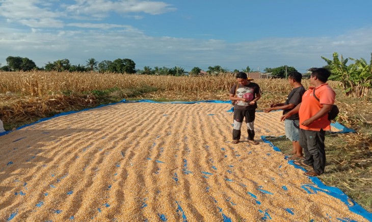 Foto : Upaya Petani Jagung untuk Membantu Peternak Dalam Penyedian Stok Jagung Pakan Lagi-Lagi Dikomplain Terkait Kadar Air Masih Tinggi.