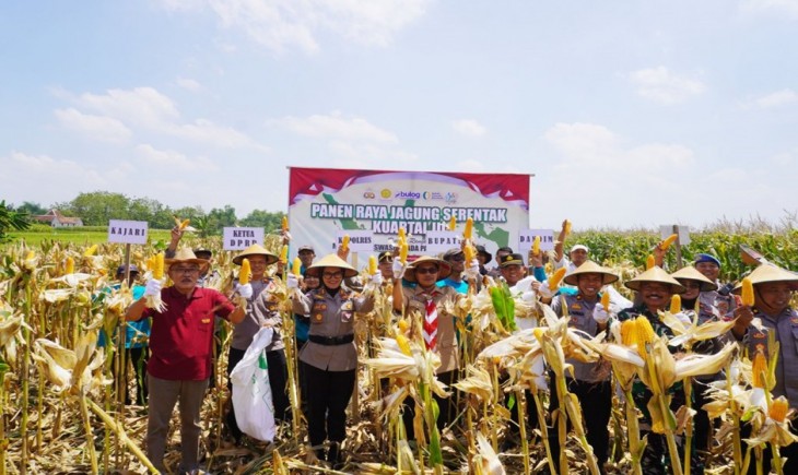 Panen raya jagung serentak di Desa Kalimacan, Kalijambe, Sabtu (27/9/2025). (Foto : Pemprov Jateng)