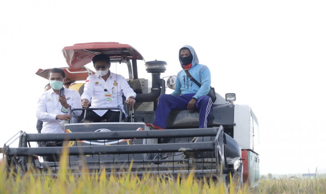 Foto :  Sektor Pertanian Menjadi Sektor Penolong Bagi Perekonomian Indonesia di Tengah Suasana Pandemi Covid - 19.