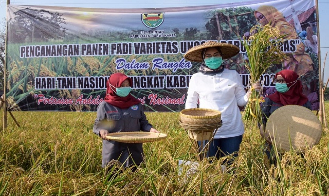 Foto : Kabupaten Purwakarta diberi Penghargaan sebagai Kabupaten Terbaik dalam Persentase Peningkatan Luas Tanam Padi.