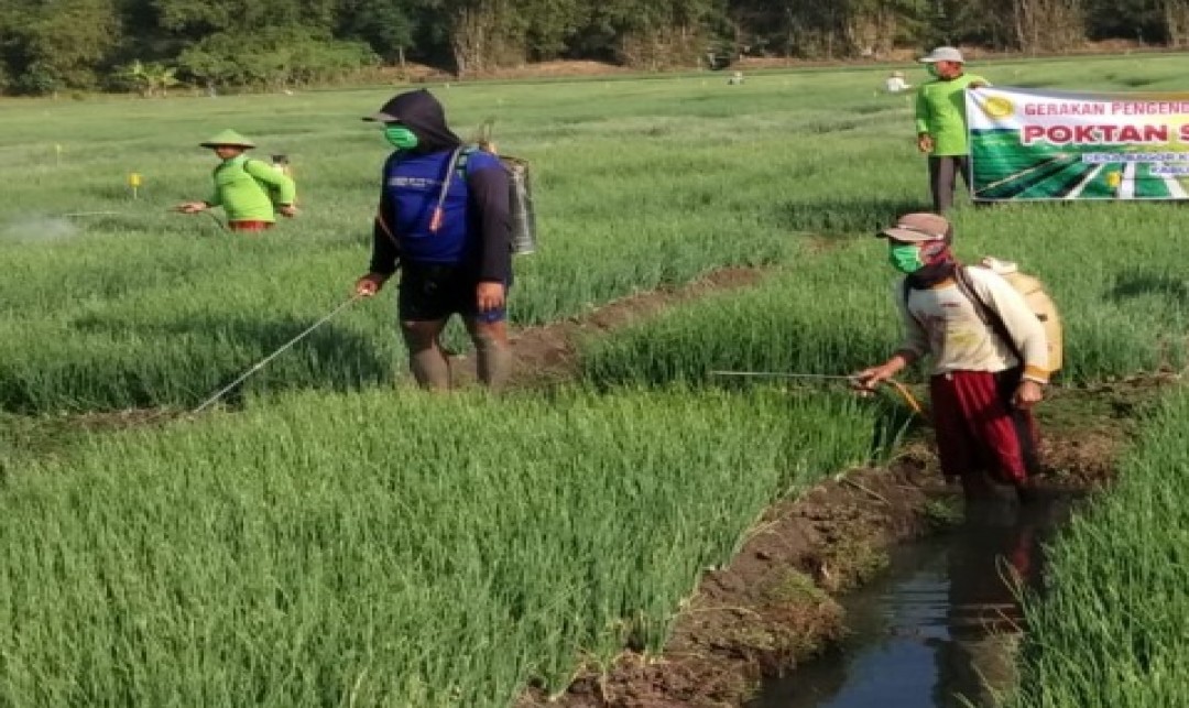 Foto : Pengendali Organisme Pengganggu Tumbuhan (OPT) Kabupaten Nganjuk.