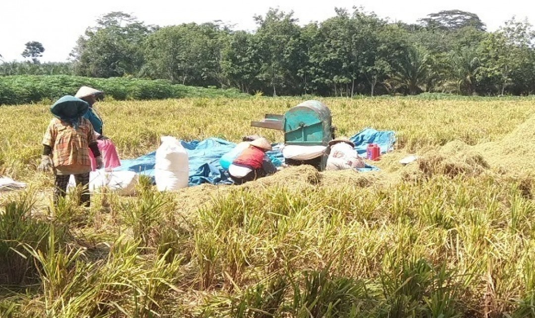 Foto : Poktan Dwi Tunggal di Desa Pubasakti Kec. Abung Surakarta Panen Padi Gogo .