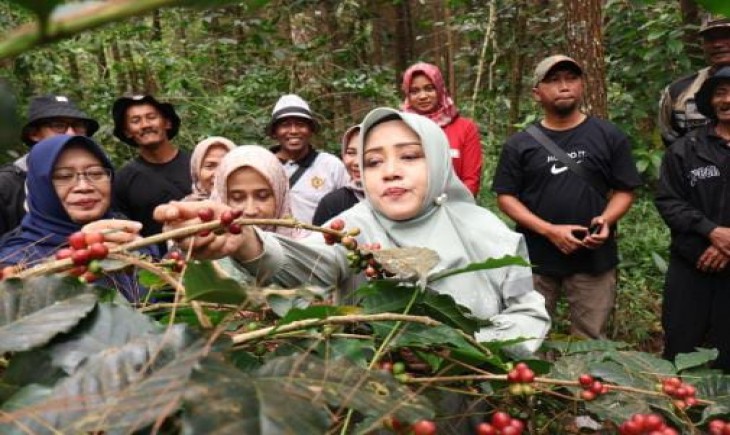 Bupati Mojokerto, Ikfina Fahmawati saat memetik biji kopi di Kebun Kopi Trawas. (Pemkab Mojokerto)