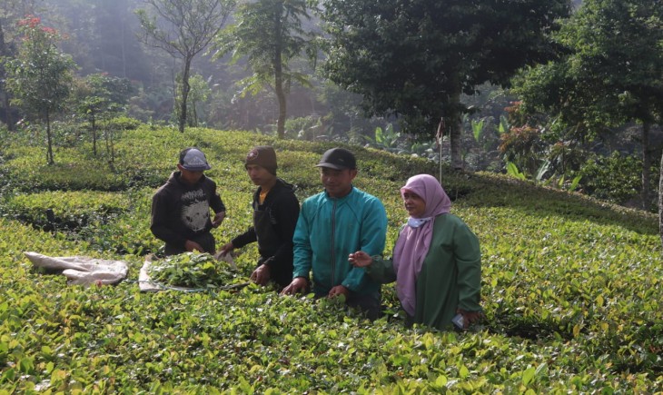 Foto :  Kolaborasi Teh dan Kakao oleh Kementan.