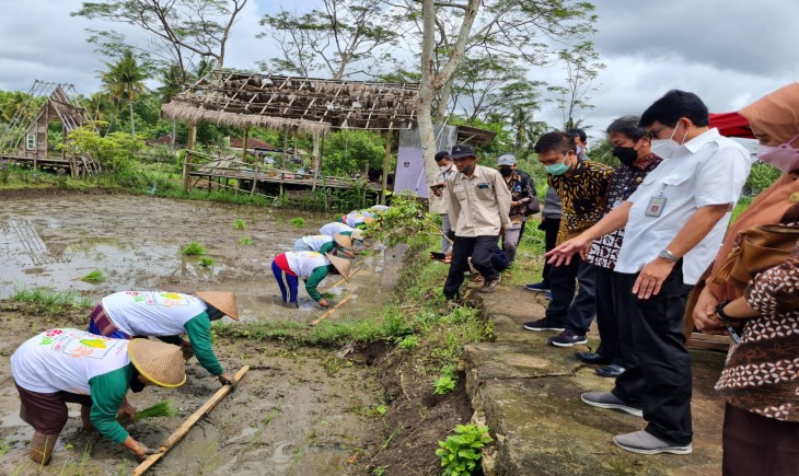 Foto : Tanam Demplot Perbenihan Padi Hibrida HIPA 21.