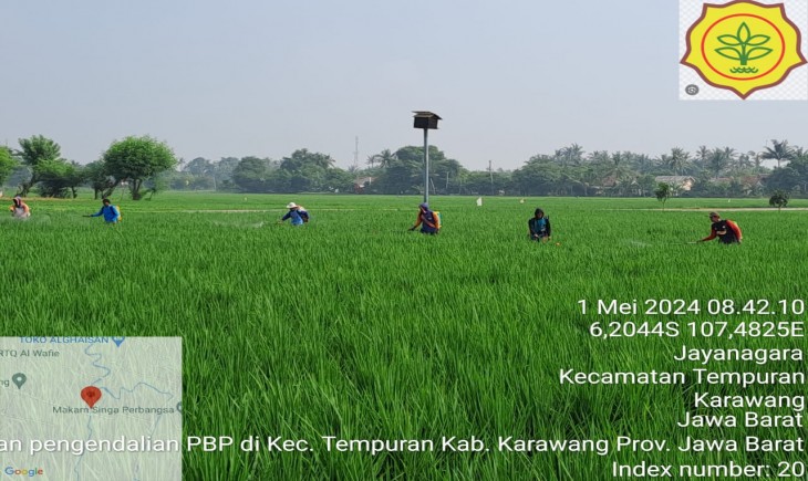Bimbingan teknis, dan gerakan pengendalian organisme pengganggu tumbuhan (OPT). (Foto: Dok. Kementan)