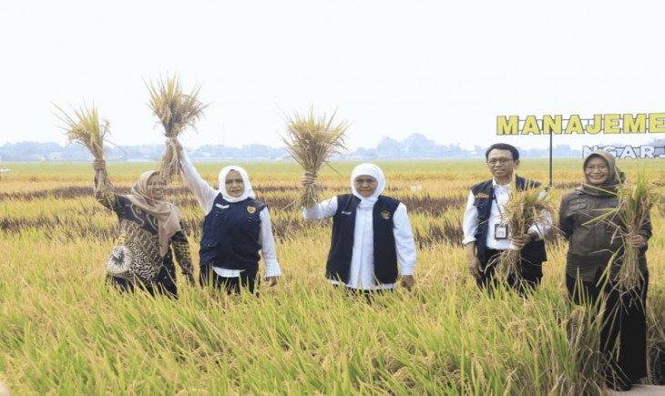 Gubernur Jatim Khofifah Indar Parawansa dan Bupati Mojokerto Ikfina Fahmawati didampingi sejumlah pejabat di lingkungan Pemprov Jawa Timur sedang di sawah program MTS (Pemprovjatim.go.id)