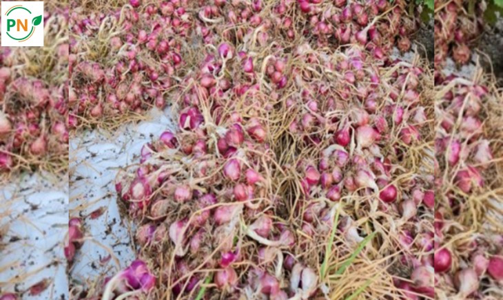Foto : Bawang Merah.