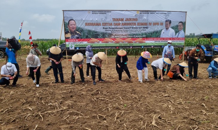 Foto : Panen Raya Jagung Seluas 100 Hektare di Desa Karang Rejo Kecamatan Jati Agung, Lampung.