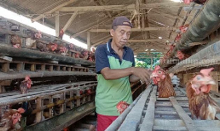 Harga telur di Blitar terus mangalami kenaikan. (beritajatim.com)