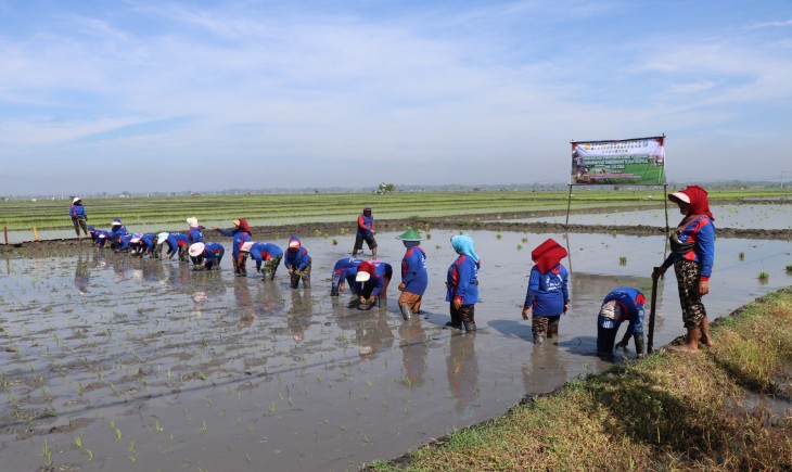 Gerakan Percepatan Tanam Serempak di 38 kabupaten/kota se-Jawa Timur, Kamis (23/4/2026). (Foto : Kementan)
