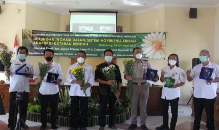 Foto : Riset Pengembangan Inovatif Kolaboratif (RPIK) Bunga Krisan Adaptif di Dataran Rendah.