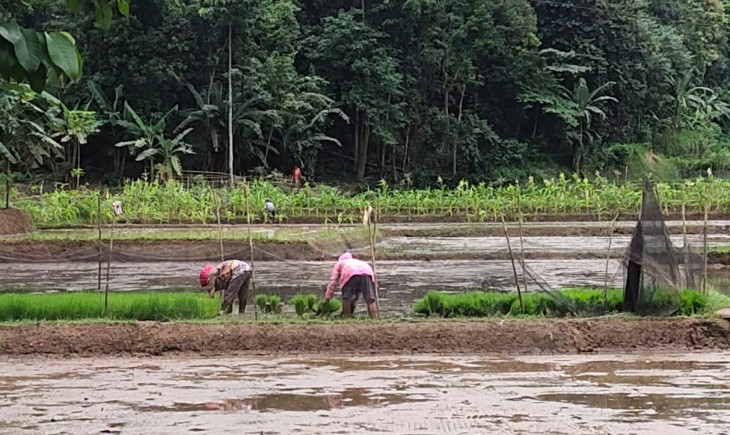 Foto : Kementan berkoordinasi dengan UPT Perlindungan Tanaman Pangan untuk Mengatasi Serangan Hama Keong.