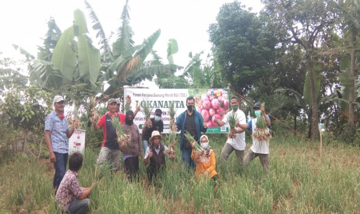 Foto : Budidaya Bawang Merah Asal Biji/TSS.