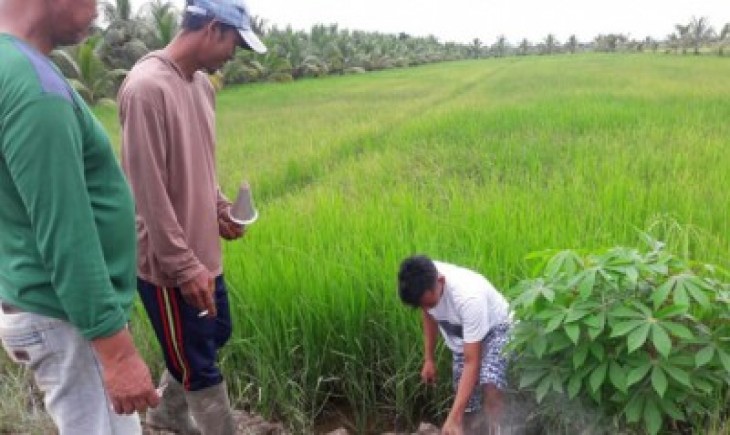 Foto : Pengendalian Hama Tikus. Sumber Foto : Times Indonesia