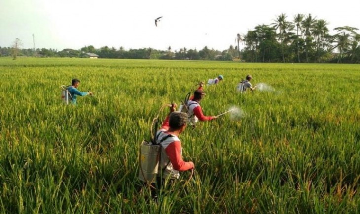 Foto : Pengendalian Hama Wereng Batang Coklat (WBC) di Karawang, Jawa Barat. Sumber Foto : rm.id