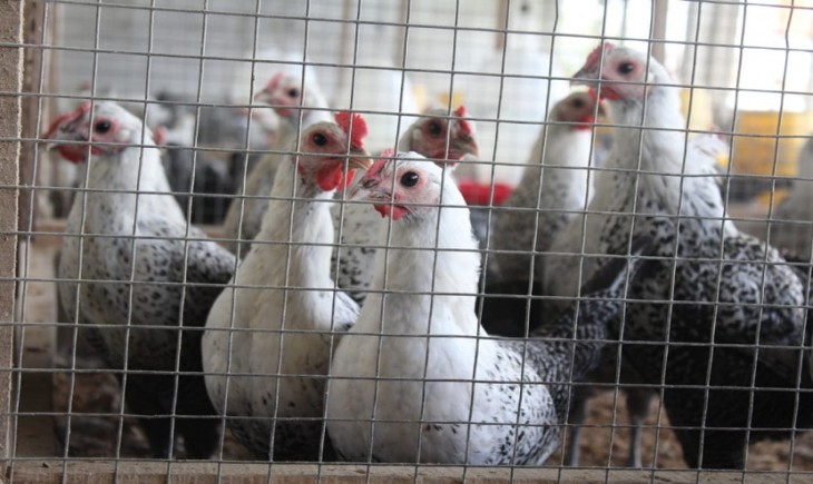 Foto : Upaya Pengendalian Produksi DOC FS Dengan Perkembangan Harga Livebird (LB). Sumber Foto : Republika