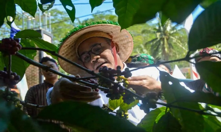 Bupati Temanggung Muhammad Al Khadziq saat memetik kopi di wilayahnya (Humas Pemkab Temanggung)