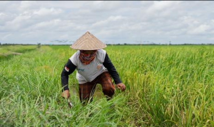 Foto : Program Food Estate yang dilaksanakan di Kabupaten Kapuas dan Pulang Pisau (Pulpis).