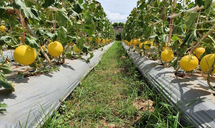 Foto : Budidaya Melon Golden di Kotamadya di Provinsi Banten.