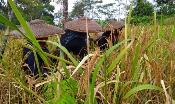 Petani perempuan warga Badui di hutan Blok Cicuraheum Kecamatan Gunungkencana Kabupaten Lebak tengah memanen padi huma guna penuhi ketersediaan masyarakat adat. (Foto : ANTARA/Mansur)