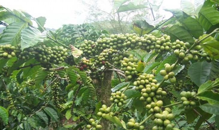 Ilustrasi pohon kopi. (Foto: dok. Kemenkes)