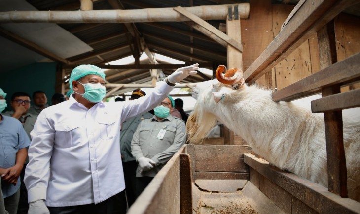 Wamentan Saleh saat melakukan kunjungan ke koperasi peternakan kambing dan sapi perah di Kabupaten Magelang, Jumat (30/10).