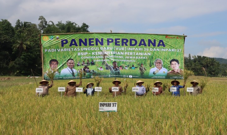 Foto : Hampir Seluruh Daerah di Wilayah Jawa Barat Tengah Menggelar Panen Raya.