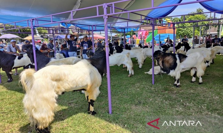Festival Kambing dan Domba digelar di Lapangan Peganjaran, Kecamatan Bae, Kabupaten Kudus, Minggu (27/4/2025). (Foto : Antara)