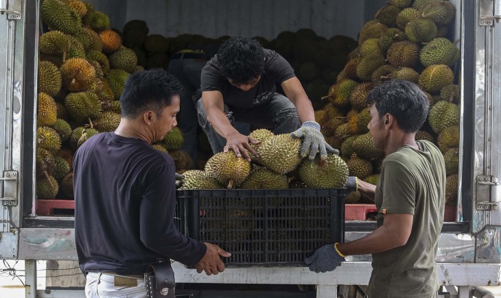 Indonesia perkuat posisi di industri durian dunia. (Foto : Indonesia.go.id)