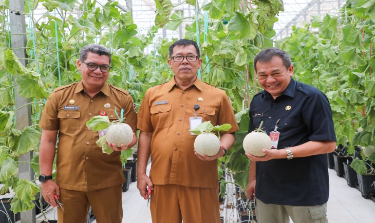 Pj Bupati Purwakarta Benni Irwan saat panen buah melon. (Diskominfo Purwakarta)