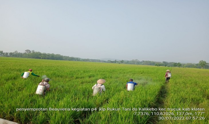 Foto : Kelompok Tani (Poktan) Rukun Tani Desa Kalikebo Kecamatan Trucuk Kabupaten Klaten Provinsi Jawa Tengah.