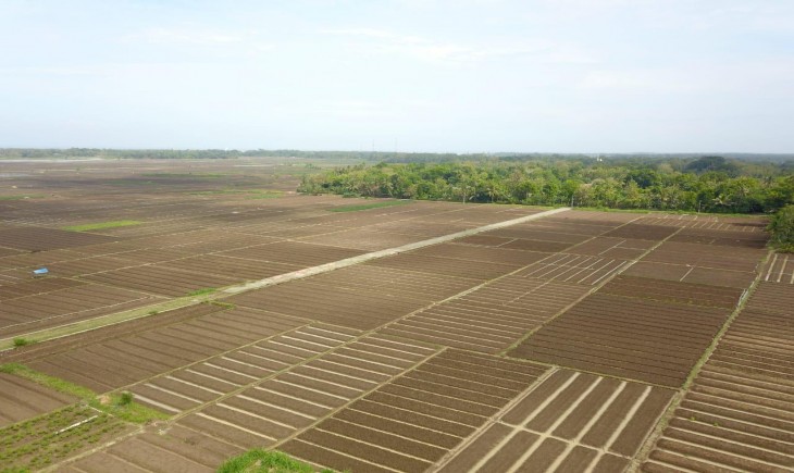 Foto : Kementan akan Segera Kembali Bangun Food Estate Berbasis Hortikultura.