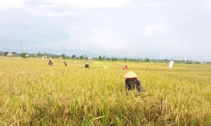 Foto : Pergeseran Peringkat Sebaran Daerah Sentra Produksi Beras.