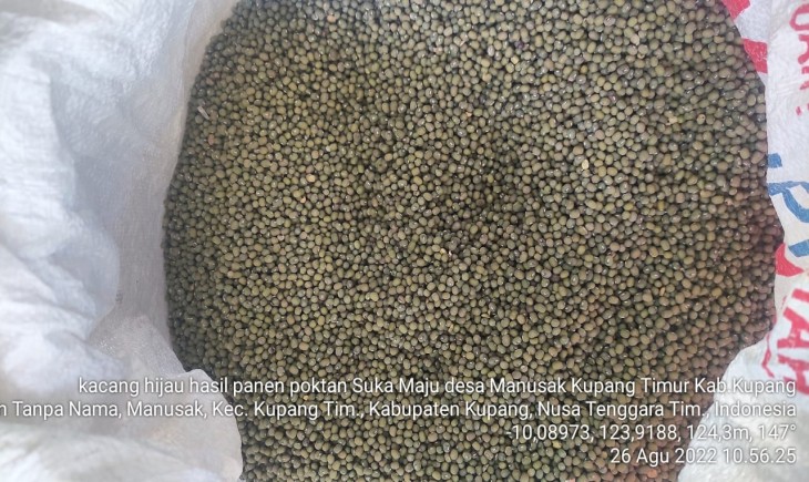 Foto : Kacang Hijau .
