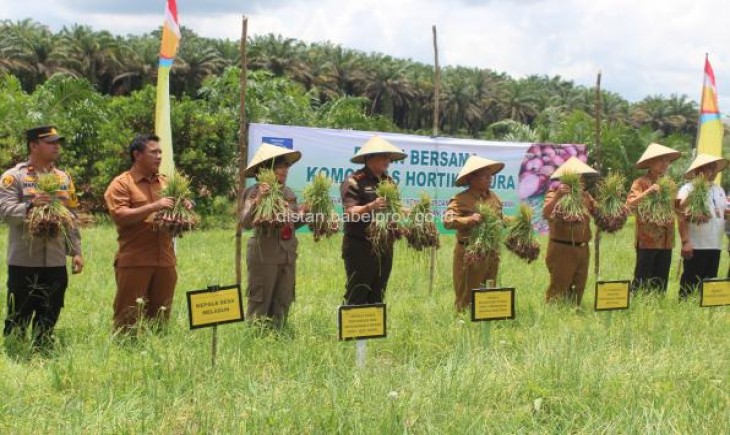 Panen bawang merah di Bangka Belitung (Foto : Humas dan Prokopim Bangka Belitung)