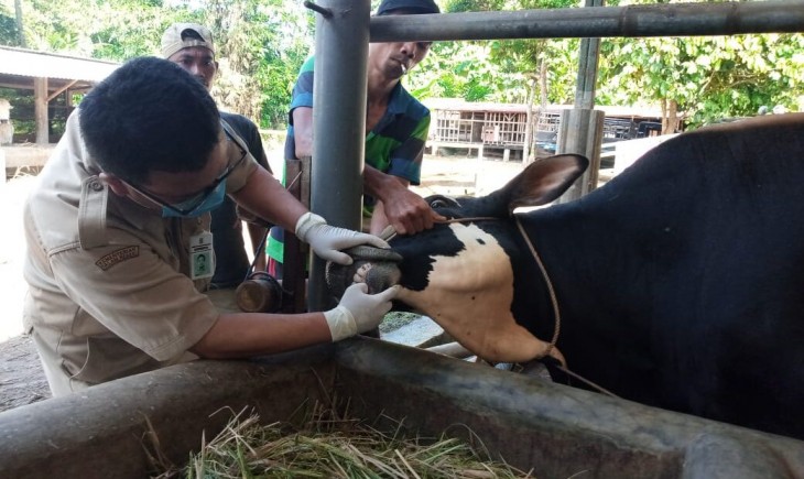 Pemkab Purbalingga melakukan pemeriksaan terhadap hewan kurban (Humas Pemkab Purbalingga)