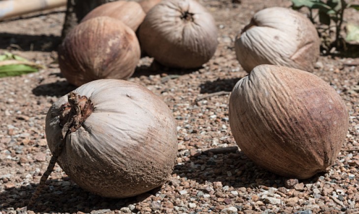 Petani mulai enggan tanam kelapa, Pemprov Sumsel siapkan benih unggul Banyuasin. (Foto : iStock)