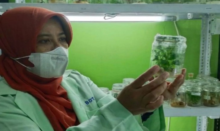 Prof Tutik Nurhidayati saat meneliti kultur jaringan dengan aplikasi zat pengatur tumbuh dan polietilen glikol guna hasilkan tanaman yang lebih tahan terhadap cekaman kekeringan. (Foto : Antara/HO-Humas ITS)
