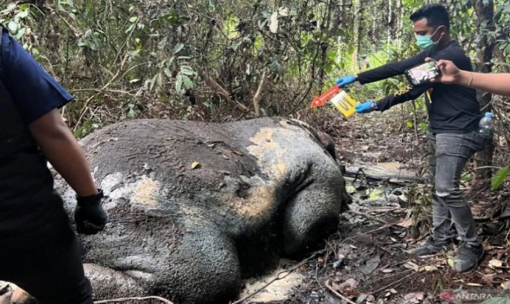 Tim gabungan melakukan olah TKP terhadap gajah sumatera yang ditemukan mati tanpa kepala di konsesi PT RAPP di Kabupaten Pelalawan, Riau, pada 4 Februari 2026. (Foto : ANTARA/HO-Polda Riau)