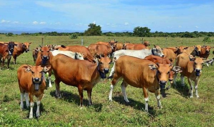 Foto : Kementan Melalui Ditjen PKH Menyebut Pengembangan Inseminasi Buatan (IB) Telah Berhasil Sejak Tahun 2015. Foto : Borne24.com