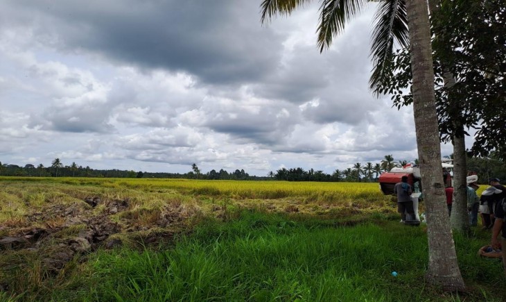 Meski Sudah Ditetapkan Pemerintah, Harga Padi Di Bulukumba Masih Di Bawah HPP. (Foto: Dok. Kementan)