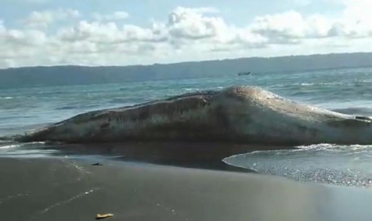 Seekor ikan hiu tutul yang terdampar dan mati di Pantai Selatan Jember, Selasa (3/12/2024). (Foto : Kompas/Dokumentasi Warga)