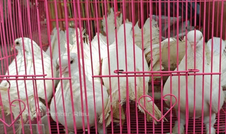 Ilustrasi mencegah virus flu burung yang menyerang ayam. (Foto: mediacenter.riau.go.id)